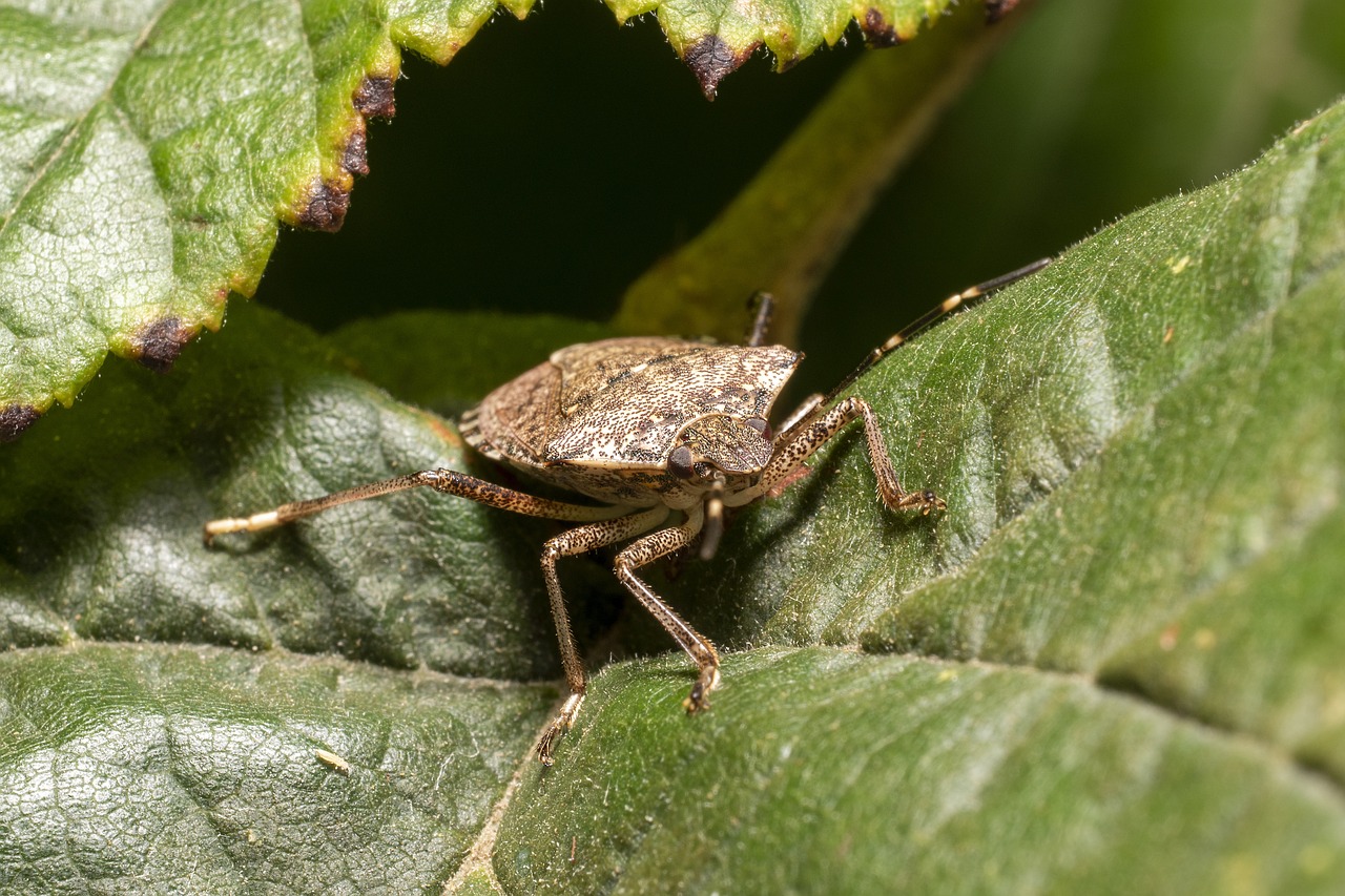Exterminateur de punaises de lit dans le Grand Montréal et partout au Canada.