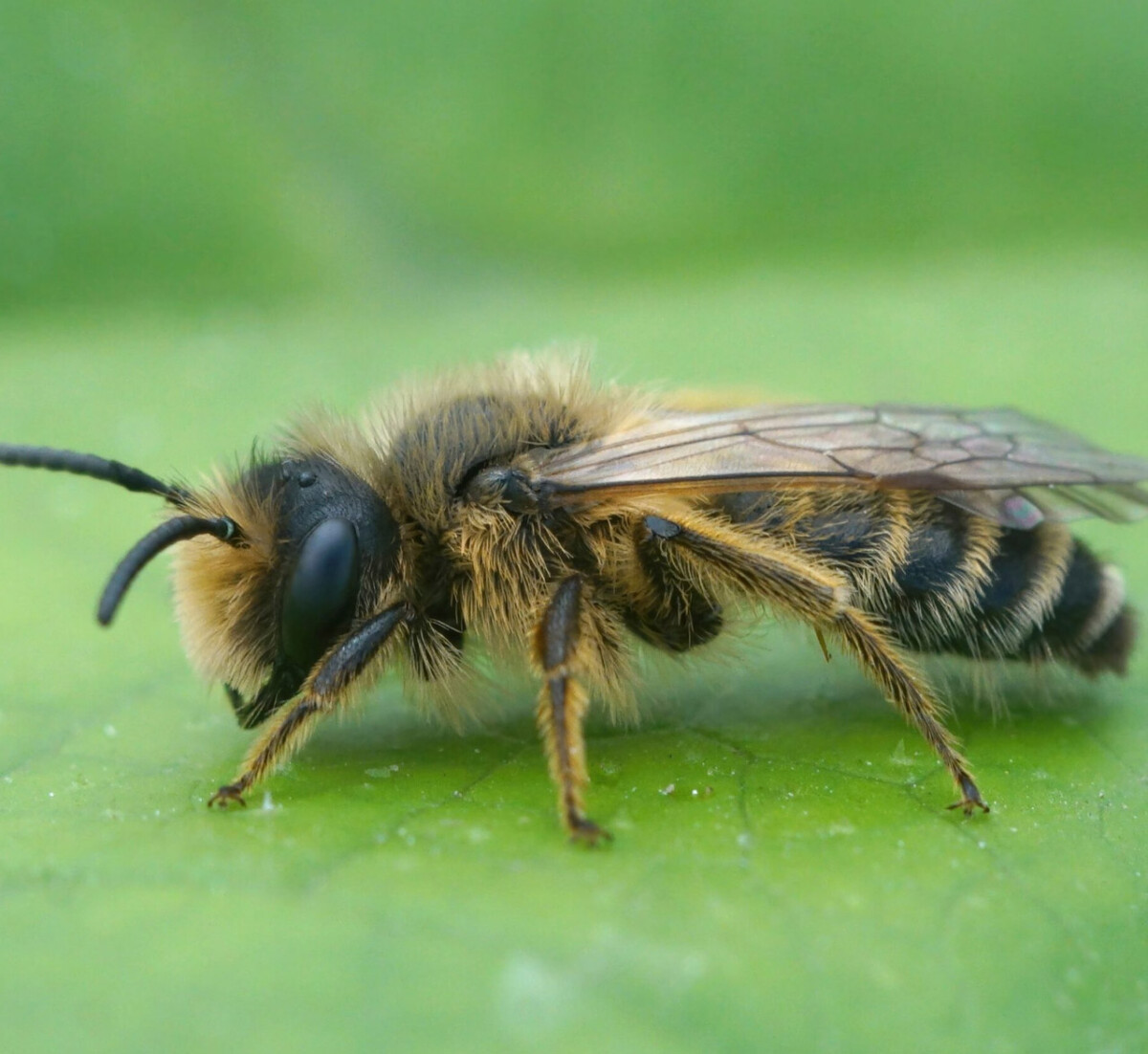 guepes-protraque Service d’extermination pour entreprises guepes-protraque Service d’extermination pour entreprises